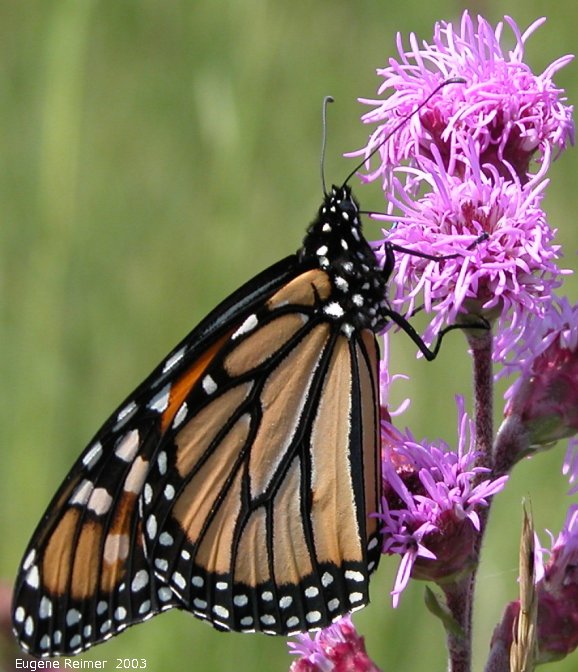 IMG 2003-Aug03 at TCH near Landmark:  Monarch butterfly (Danaus plexippus) on Meadow blazing-star (Liatris ligulistylis)