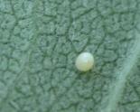 2003aug03 at Hadashville:  Monarch egg on Milkweed