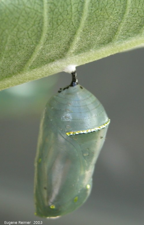IMG 2003-Aug03 at Hadashville:  Monarch butterfly (Danaus plexippus) chrysalis semi-transparent on Milkweed (Asclepias sp)