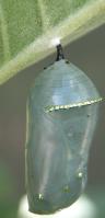 2003aug03 at Hadashville:  Monarch chrysalis semi-transparent on Milkweed