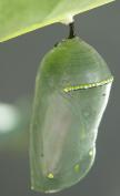 Monarch: chrysalis semi-transparent on Milkweed
