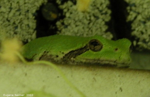 IMG 2003-Aug03 at Hadashville:  Tree frog (Hyla sp) on window frame