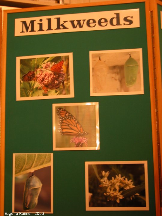 IMG 2003-Aug08 at Ames house:  display-Monarchs-and-Milkweeds panel-2