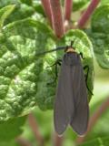Ctenuchid moth: on JoePye