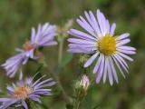 Smooth aster: