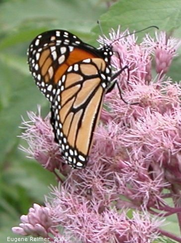 IMG 2003-Aug09 at PTH15:  Monarch butterfly (Danaus plexippus) on Joe-Pye weed (Eupatorium purpureum)