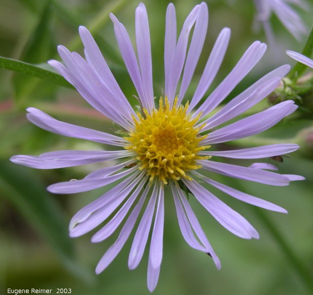 IMG 2003-Aug09 at PTH15:  Smooth aster (Symphyotrichum laeve) flower