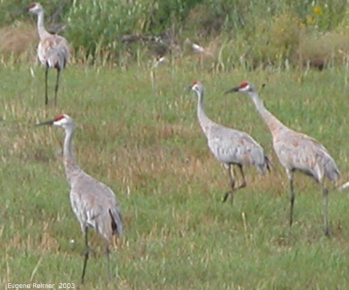 IMG 2003-Aug09 at MossSpurRoad:  Sandhill crane (Grus canadensis) many