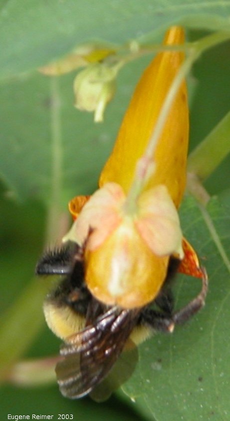 IMG 2003-Aug09 at MossSpurRoad:  Bumblebee (Bombus sp) on Spotted jewelweed (Impatiens capensis)