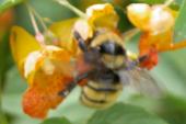 Bumblebee: on SpottedJewelweed