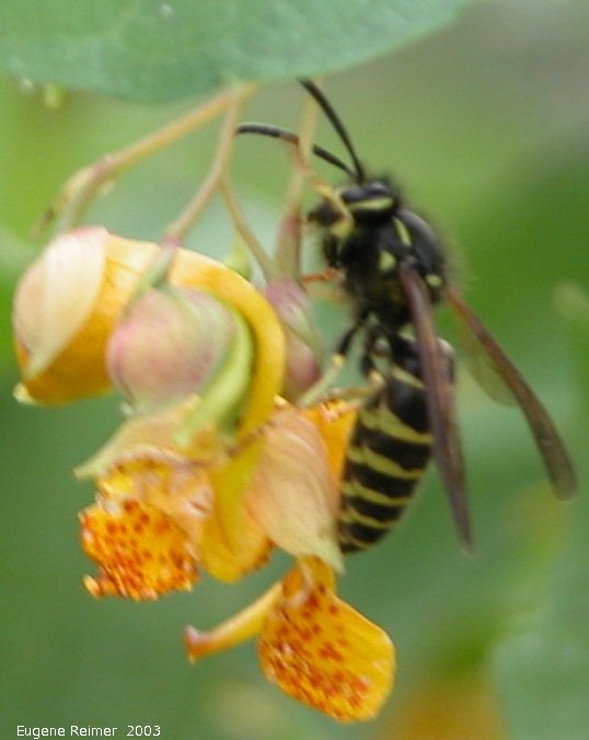 IMG 2003-Aug09 at MossSpurRoad:  Hornet (Vespa sp) on Spotted jewelweed (Impatiens capensis)