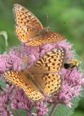 Fritillary butterfly: w bee on JoePye
