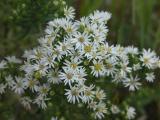 Many-flowered aster: