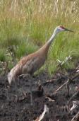 Sandhill crane: solitary