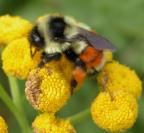 Bumblebee-red-abdomen=Bombus melanopygus: on Tansy