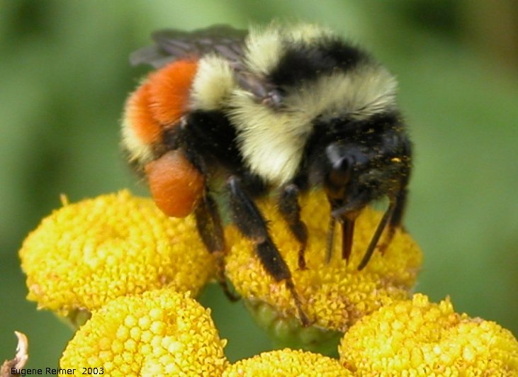 IMG 2003-Aug09 at MossSpurRoad:  Orange-belted bumblebee (Bombus ternarius) on Common tansy (Tanacetum vulgare)