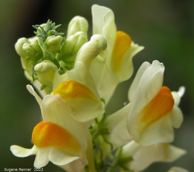 IMG 2003-Aug09 at MossSpurRoad:  Butter-and-eggs (Linaria vulgaris)