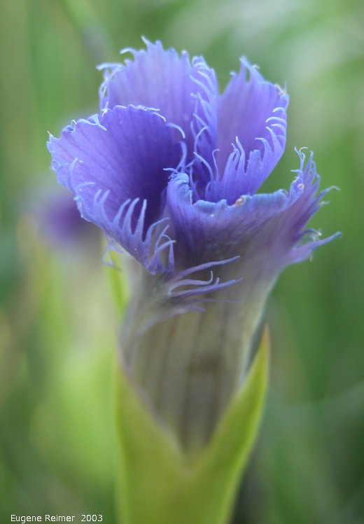 IMG 2003-Aug15 at Hadashville:  Fringed-gentian (Gentianopsis crinita) flower
