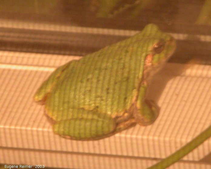IMG 2003-Aug15 at Hadashville:  Tree frog (Hyla sp) on window