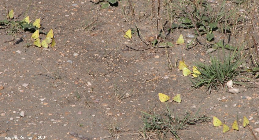 IMG 2003-Aug21 at ForestryRd#13:  Cloudless sulphur butterfly (Phoebis sennae) many puddling