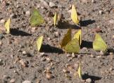 Cloudless sulphur: many puddling