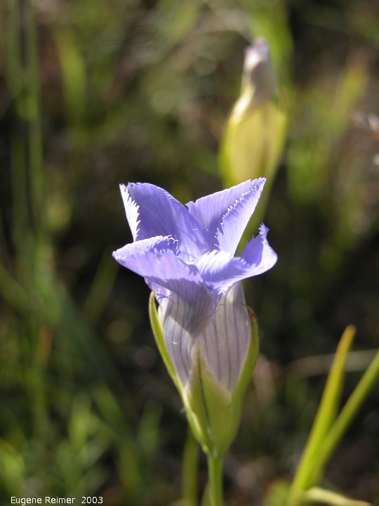 IMG 2003-Aug21 at ForestryRd#13:  Fringed-gentian (Gentianopsis crinita)