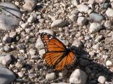 Viceroy butterfly: on gravel