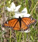 2003aug21 at ForestryRd#13:  Viceroy butterfly on GrassOfParnassus