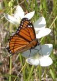 Viceroy butterfly: on GrassOfParnassus