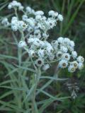 Pearly everlasting: