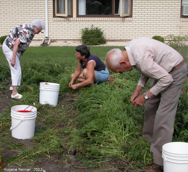IMG 2003-Aug23 at Steinbach:&nbsp; Aunt Helen+Iris+Dad digging a crop of Carrot (Daucus carota) roots
