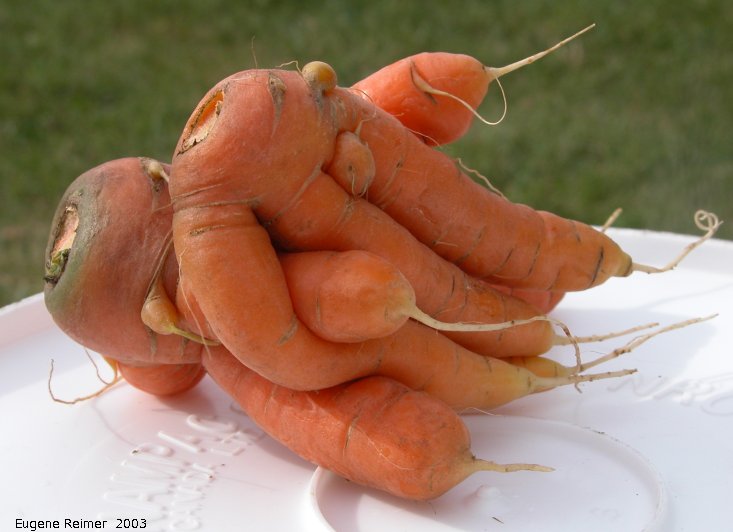 IMG 2003-Aug23 at Steinbach:  Carrot (Daucus carota) quirky roots closeup