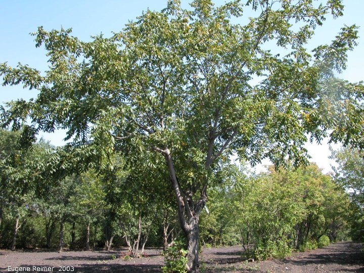 IMG 2003-Aug24 at MordenResearchStation:  Black walnut (Juglans nigra) tree