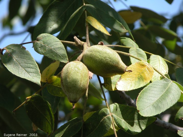 IMG 2003-Aug24 at MordenResearchStation:  Black walnut (Juglans nigra) fruit