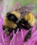 Bumblebee: on FlodmansThistle closeup