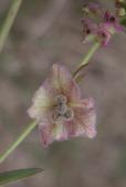 Hairy umbrellawort=Mirabilis hirsuta: umbrella+seeds