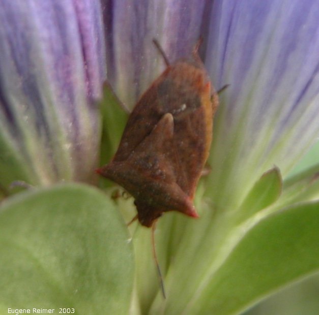 IMG 2003-Sep05 at RidgewoodRd:  Spike-shouldered stinkbug (Picromerus bidens) on Closed bottle-gentian (Gentiana andrewsii)
