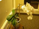 Phalaenopsis: tended by Mrs Janz