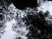 SSC-canopy: plot15