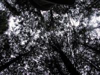 SSC-canopy: plot08