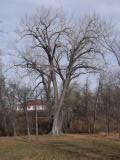 Cottonwood: tallest and thickest in Winnipeg