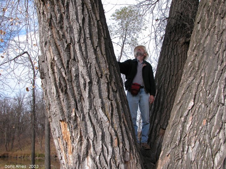 IMG 2003-Oct18 at BoisDesEsprits riparian forest on Seine River:  me on tallest Eastern cottonwood (Populus deltoides)