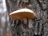Oyster mushroom?: