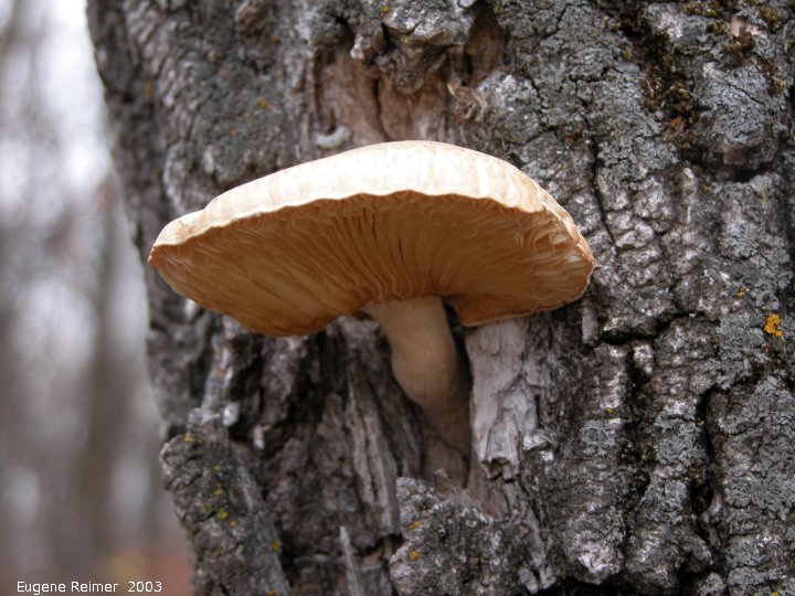 IMG 2003-Oct18 at Pilon-House near St.Annes Rd & Prairie-Grove Rd:  Oyster mushroom (Pleurotus sp)?