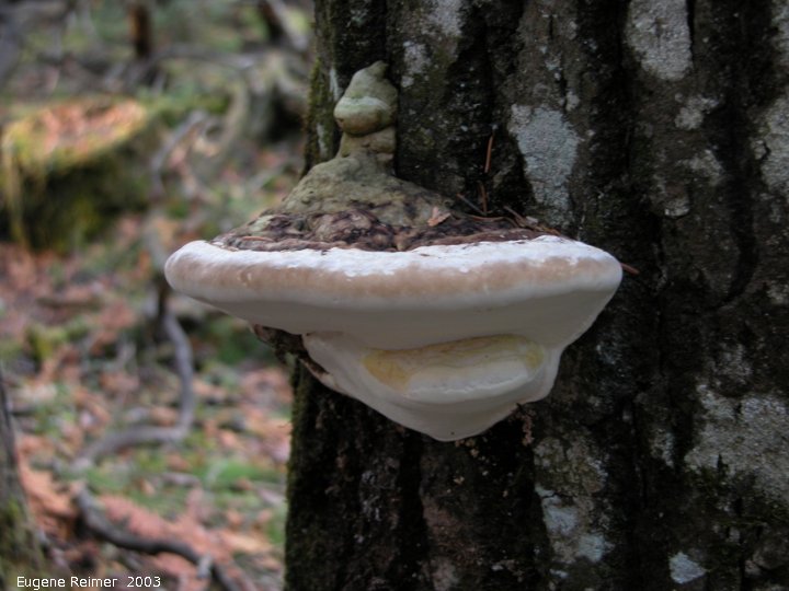 IMG 2003-Oct19 at Hadashville:  unidentified Fungus (Fungi sp)