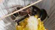 Bee-fly: on Crocus