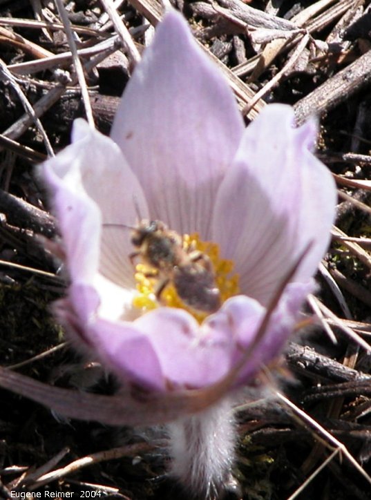 IMG 2004-May06 at MothLake (aka HayLake):  Prairie crocus (Anemone patens) with Wasp (Vespoidea sp)