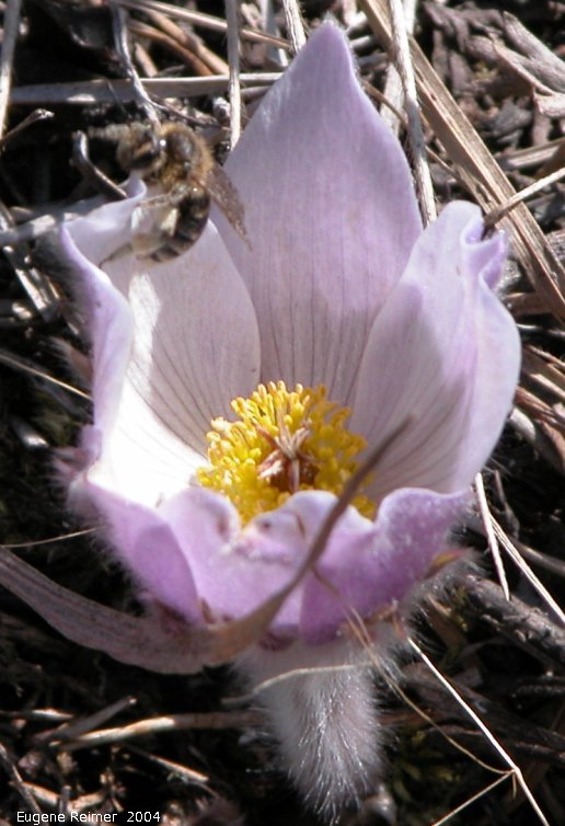 IMG 2004-May06 at MothLake (aka HayLake):  Prairie crocus (Anemone patens) with Wasp (Vespoidea sp)