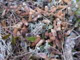 Grouse: droppings
