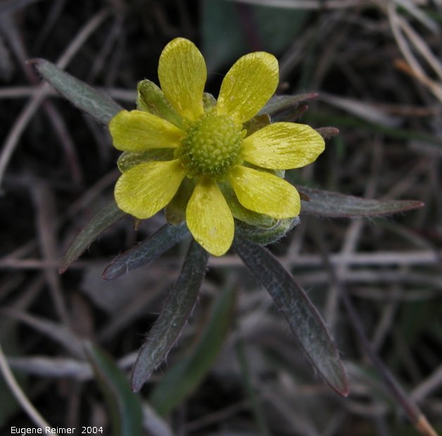 IMG 2004-May08 at Hadashville and Braintree:&nbsp; Early buttercup (Ranunculus fascicularis)